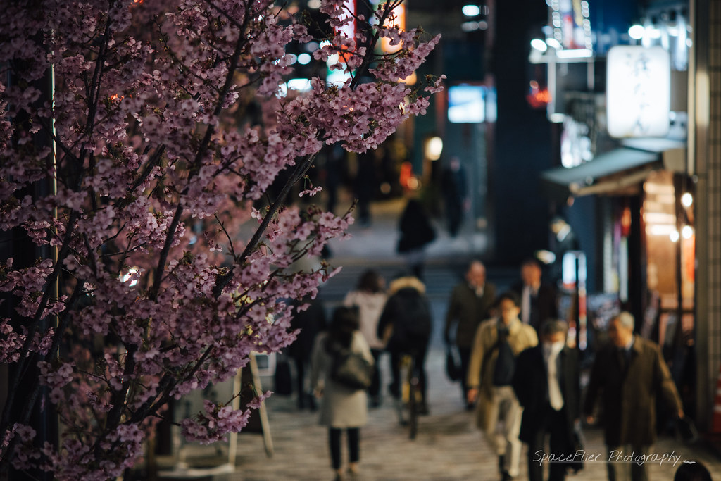 2017 渋谷の桜