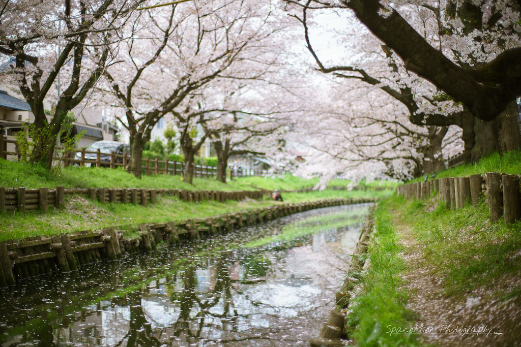 新河岸川の桜並木