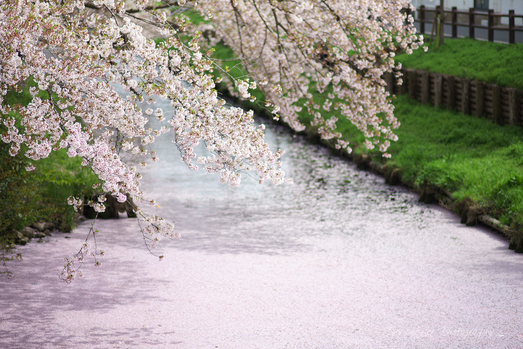 川越新河岸川の桜