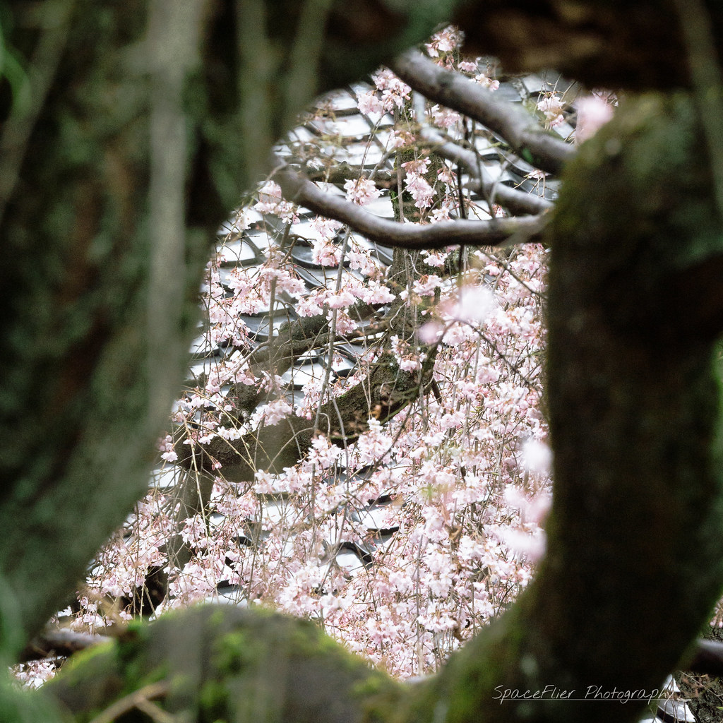 中院の桜