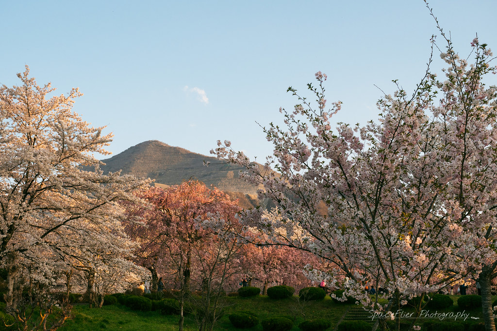 羊山の桜