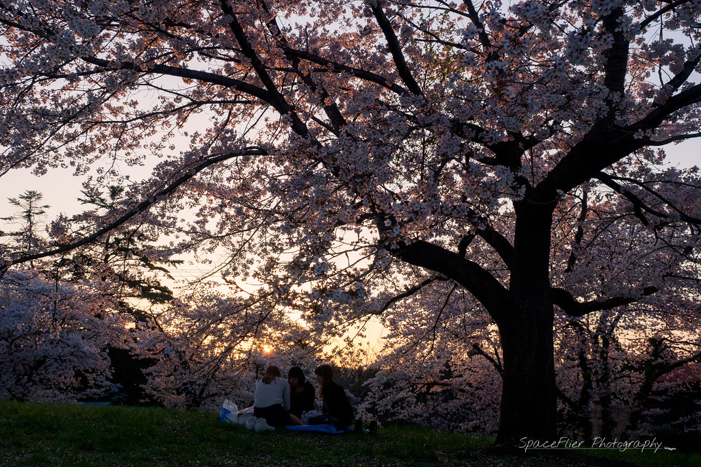 羊山の桜