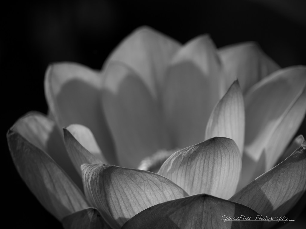Lotus close-up monochrome