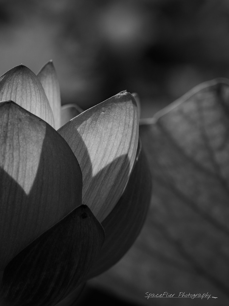 Lotus close-up monochrome